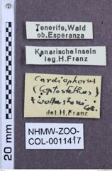 Etikett zu Coptostethus wollastoni (Cobos, 1970)